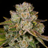Pacman Seeds